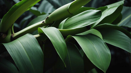 Fototapeta premium Green banana leaves swaying gently background