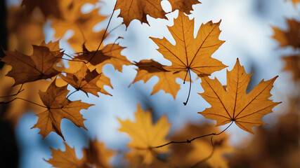 Fototapeta premium Maple leaves drifting in wind background