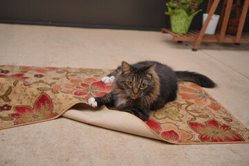A cute brown maine coon cat is playing on a carpet