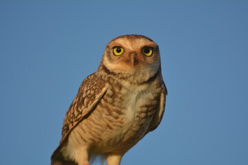 owl on a sunny day