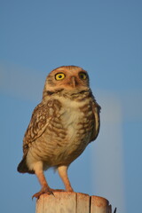 owl on a sunny day