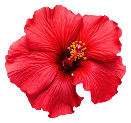 Obraz premium PNG Hibiscus flower petal plant.