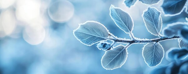 Close-up of frosty leaves illuminated by soft light, showcasing intricate details and a tranquil winter ambiance.