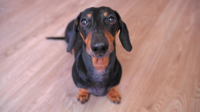 Adorable dachshund looking up with curious eyes, sitting on a wooden floor, capturing a moment of playful innocence.