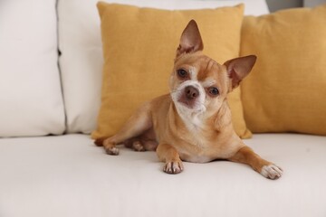 Cute Chihuahua dog lying on soft sofa indoors