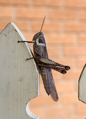 Giant Grasshopper (Valanga irregularis) sitting on a wooden fence