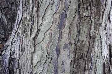 Close-Up of Textured Tree Bark in Natural Habitat