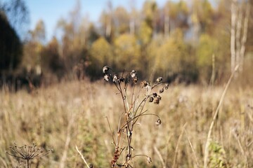 A close-up of dried plants in a field with a blurred background of autumn foliage.