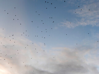 早朝の空を飛ぶムクドリの群れ