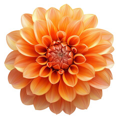 orange dahlia flower bloom PNG
