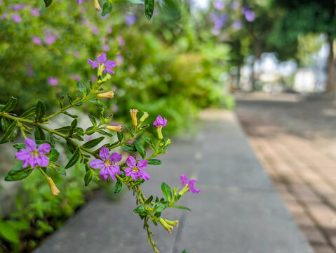 Flowerbeds of blooming cuphea hyssopifolia (false heater) with white and purple flowers dotting the city park