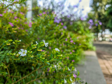 Flowerbeds of blooming cuphea hyssopifolia (false heater) with white and purple flowers dotting the city park