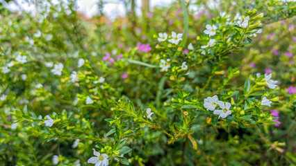 Flowerbeds of blooming cuphea hyssopifolia (false heater) with white and purple flowers dotting the city park