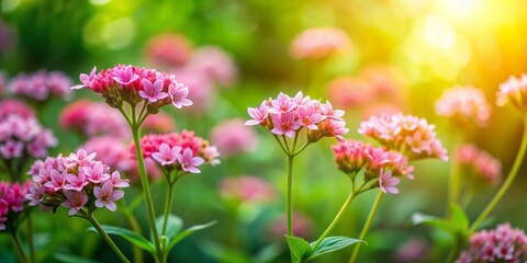Graceful tiny pink flowers flourish across a vivid green garden, bathed in the warm embrace of bright natural