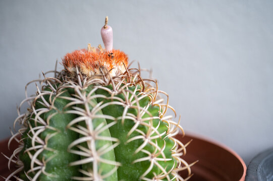 A pot of Melocactus matanzanus with cephalium and seed pod growing on it.