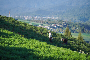 Vegetable farming in highland areas requires an efficient and effective irrigation system.