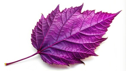 Vibrant Purple Leaf Isolated on White Background for Nature, Botanical, and Artistic Themes