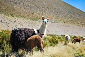 A llama with a young cria in a grassy landscape, surrounded by other llamas.