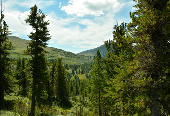 A look through the trunks of tall cedars at a picturesque valley lying in the mountain taiga on a sunny summer day.
