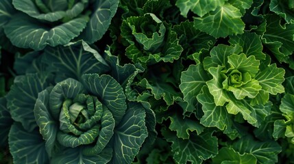 Obraz premium Green Cabbage Leaves