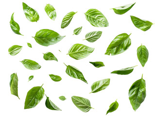 A collection of vibrant green leaves scattered artistically, perfect for nature-themed designs and eco-friendly projects.