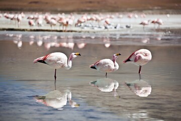 Three flamingos standing in shallow water, reflecting in the calm surface.