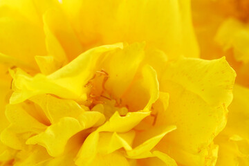 Fototapeta premium Bright Yellow Flower Petals Close-Up Photography