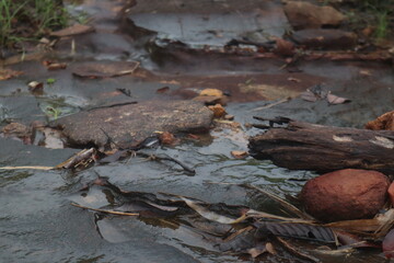 couple walking in the woods  Hikers, nature tourism, beautiful, big, rich forest