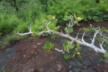 couple walking in the woods  Hikers, nature tourism, beautiful, big, rich forest
