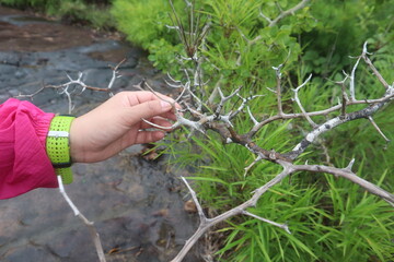 couple walking in the woods  Hikers, nature tourism, beautiful, big, rich forest
