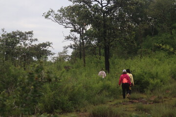 couple walking in the woods  Hikers, nature tourism, beautiful, big, rich forest