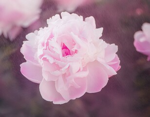 Obraz premium close up of pink roses