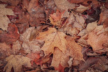 autumn leaves background