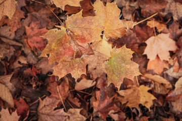 autumn leaves background