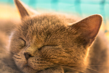 Un adorable gato duerme plácidamente bajo la luz cálida del sol, transmitiendo tranquilidad y...