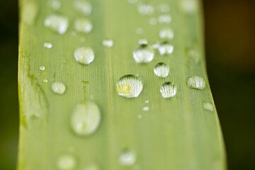 Primer plano de gotas de agua sobre una hoja verde, capturando la frescura y detalles de la...