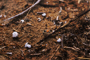 Primer plano de pequeños caracoles esparcidos en un suelo arenoso con ramas y restos naturales. Ideal para representar detalles de la naturaleza y el ciclo de vida en el entorno silvestre.