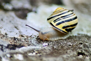 A close-up of a striped snail on a textured surface.