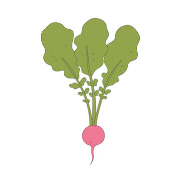 recommend clip art: radish, Illustration of vegetable, isolated, icon illustration