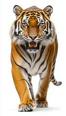 Obraz premium tiger isolated on white