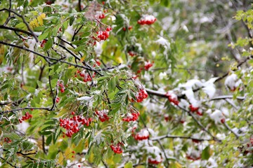 A snow-covered branch adorned with bright red berries and green leaves.