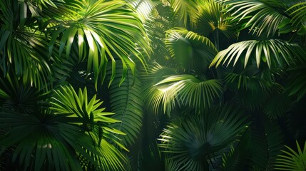 Sunlight Through Lush Green Palm Leaves