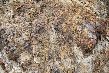 Fossilized footprint embedded in rocky surface, showcasing ancient life.