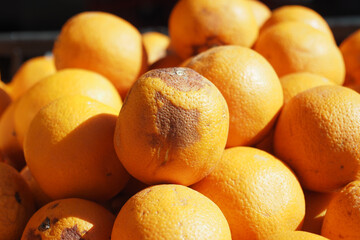 Rotten orange. Moldy orange on table 