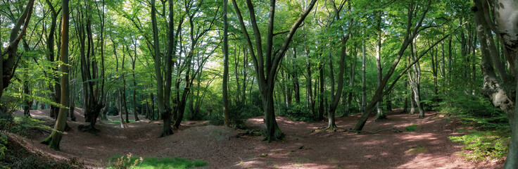 Epping Forest