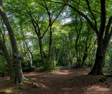 Epping Forest Glades