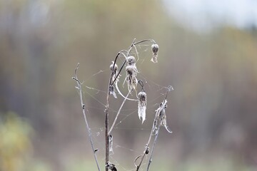 A dried plant with spider webs, showcasing nature's intricate details in a soft-focus background.