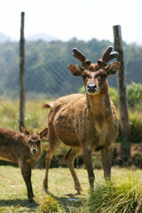 deer breeding area at Ranca Upas Ciwidey Bandung, Indonesia. The captive deer is a type of Timor Deer (Cervus timorensis), so it is a special attraction for tourists