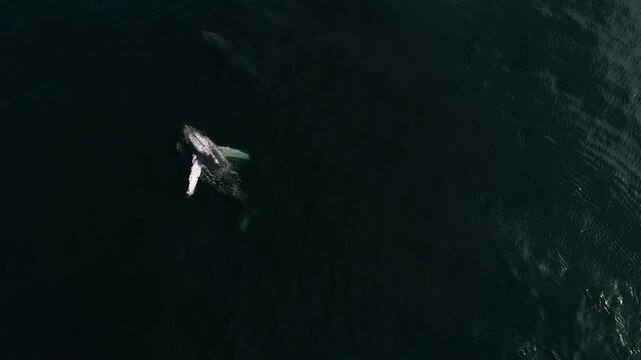 Ballenas en Puerto Vallarta