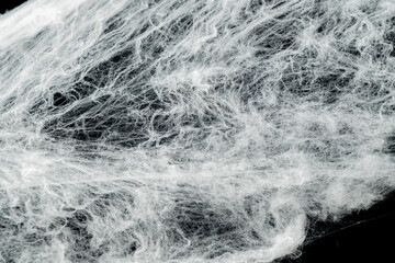 Fototapeta premium Spooky creepy cobweb spiders web covered a black background